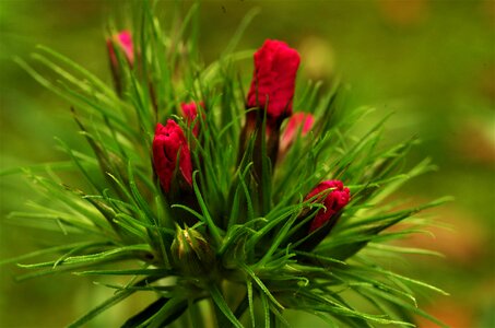 Carnations the buds of carnations red carnations photo