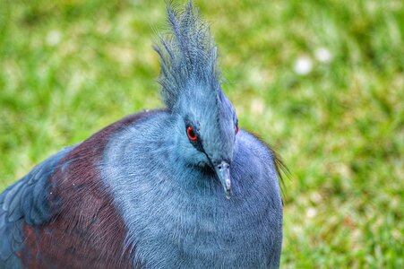 Plumage water pity