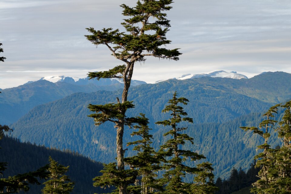 Landscape nature trees