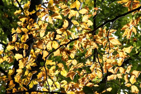 Brown autumn emerge