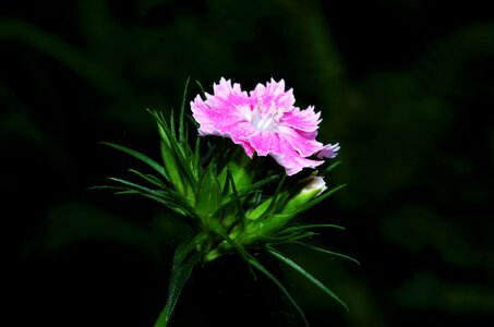 Flower carnation carnation pink photo
