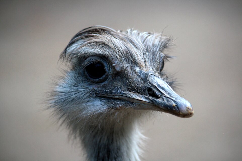 Isolated close up animal portrait