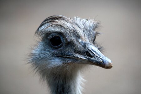 Isolated close up animal portrait