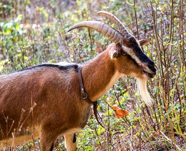 Animal world horns landscape photo