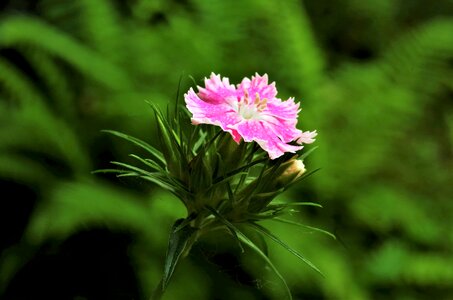 Flower carnation carnation pink photo