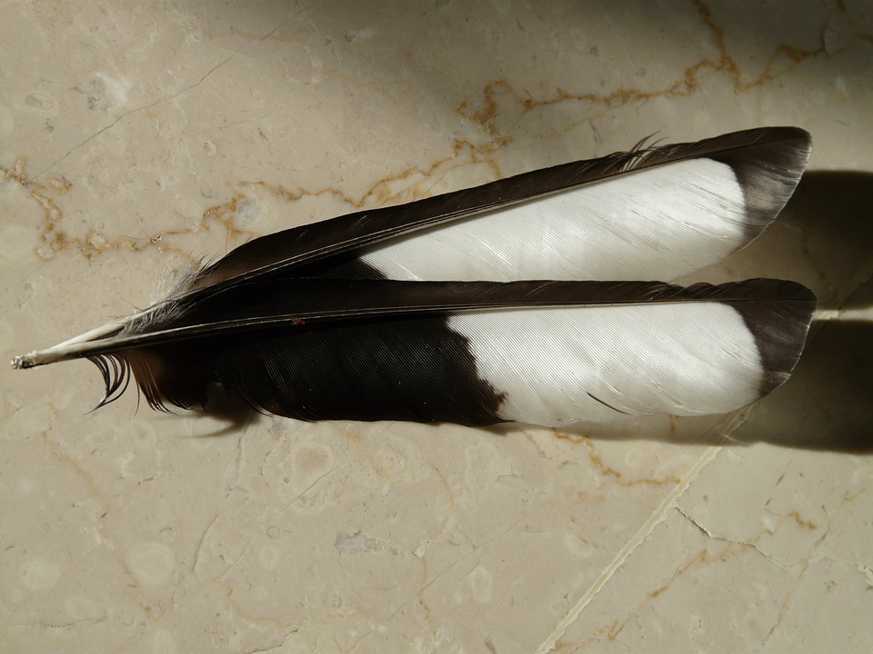 Feather elster bird