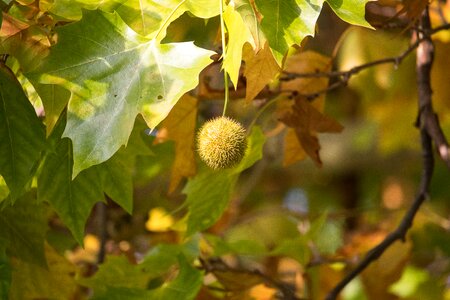 Autumn leaves tree