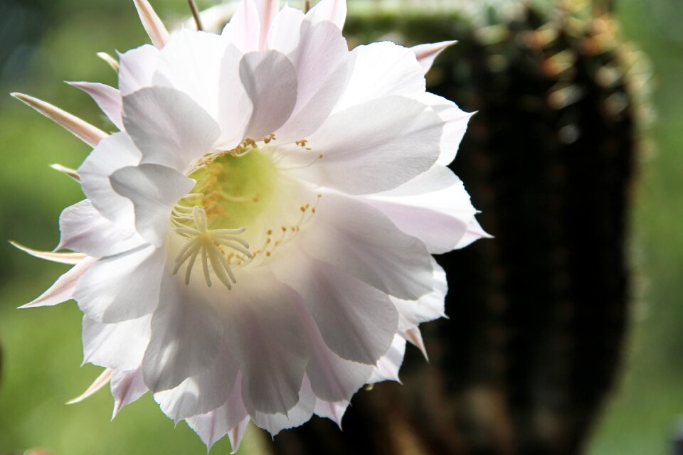 Bloom bloom plant