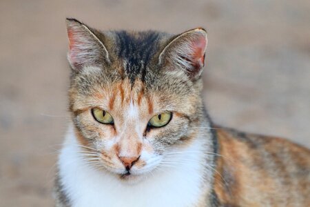 Pet nature alley cat