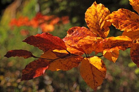 Leaves yellow brown photo