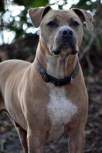 Animal portrait gray dog