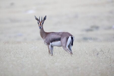 Africa wild nature photo