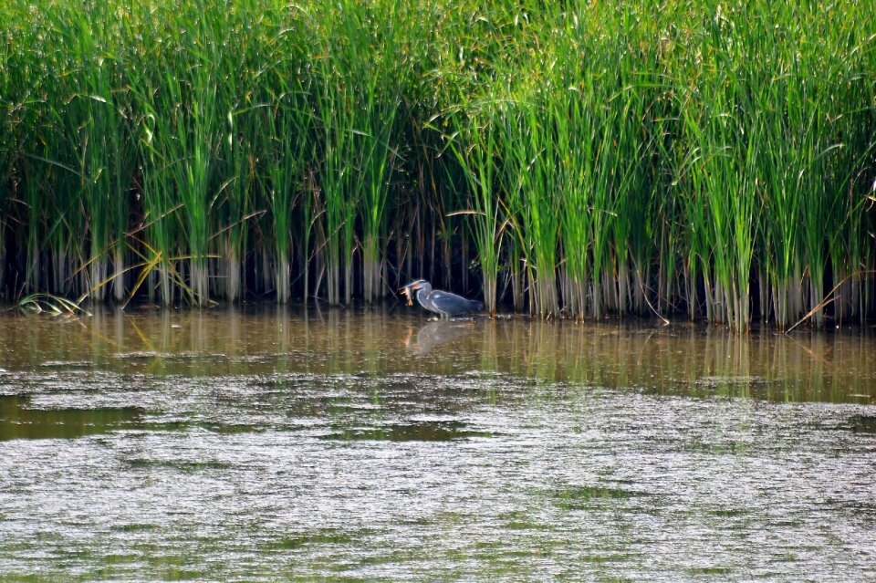 Nature heron animal world