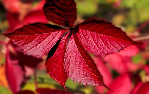 Red clematis ivy foliage photo