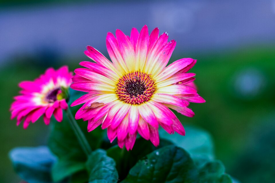 Beautiful flower gérbela beautiful plant