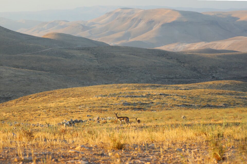 Africa wild nature