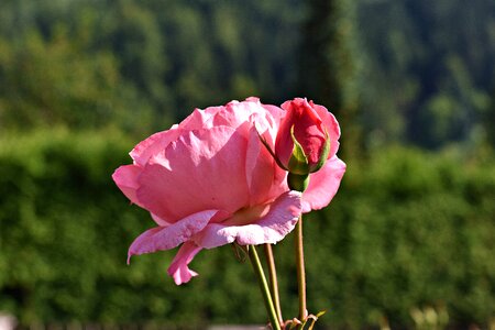 Nature blossom bloom