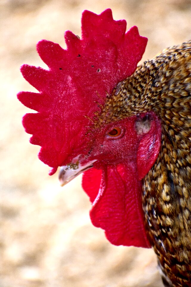 Poultry farm animal