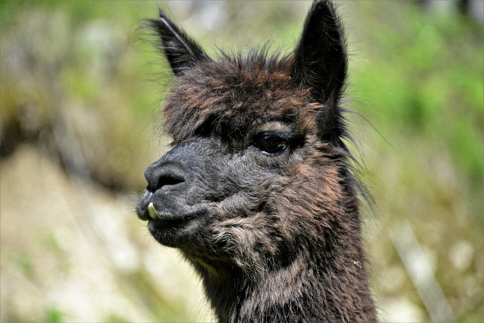 Animal portrait head close up