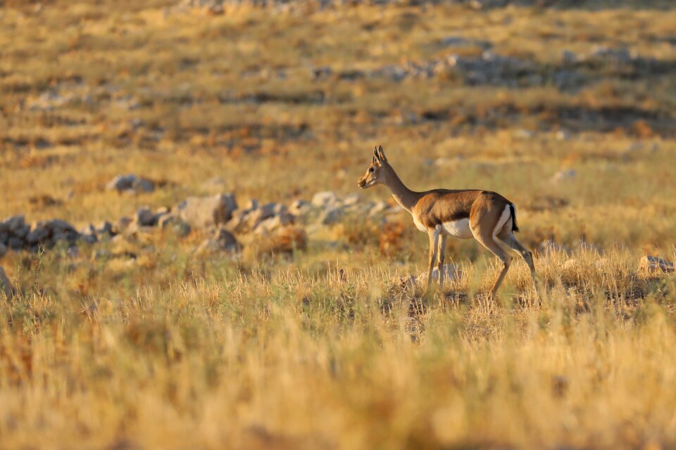 Africa wild nature
