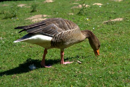 Bill migratory birds water bird