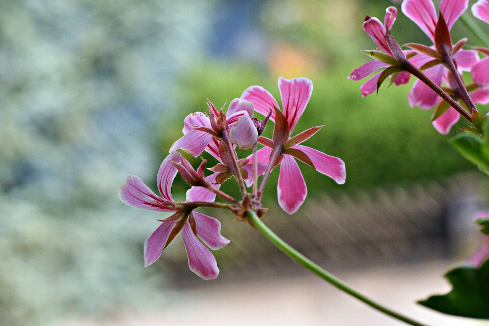 Bloom nature plant
