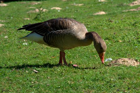 Poultry wild bird bill photo