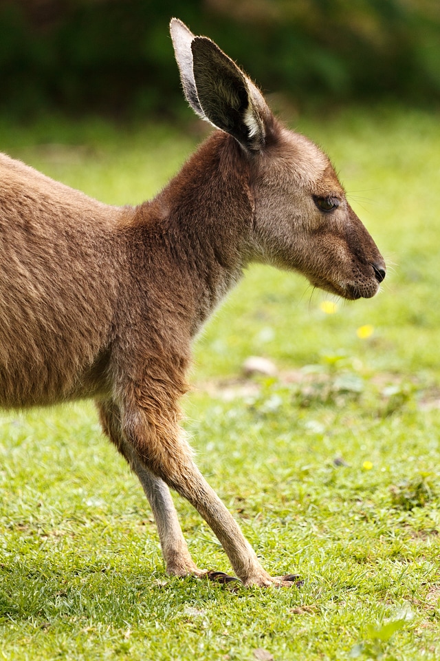 Animal australia australian