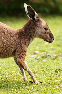 Animal australia australian photo