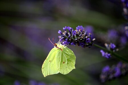 Insect violet yellow photo