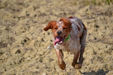 Hunting breton dog photo