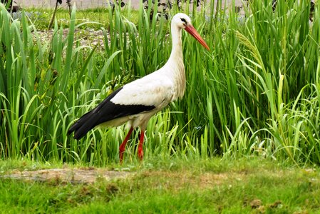 Feathers beak grass