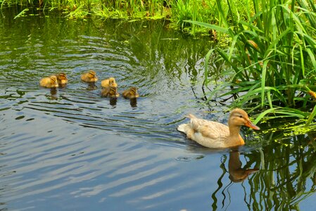 Nature waterfowl young