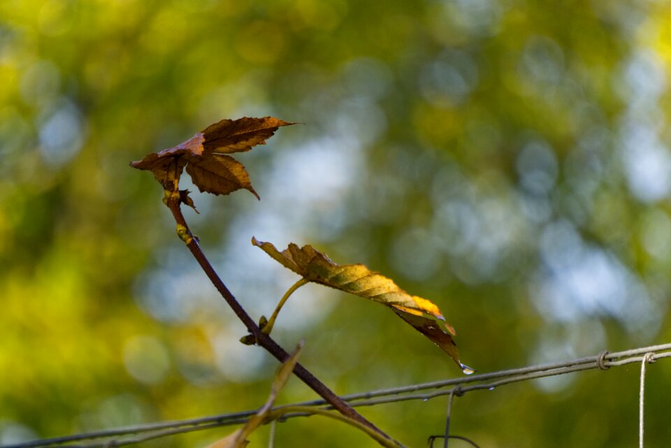 Autumn colorful drip