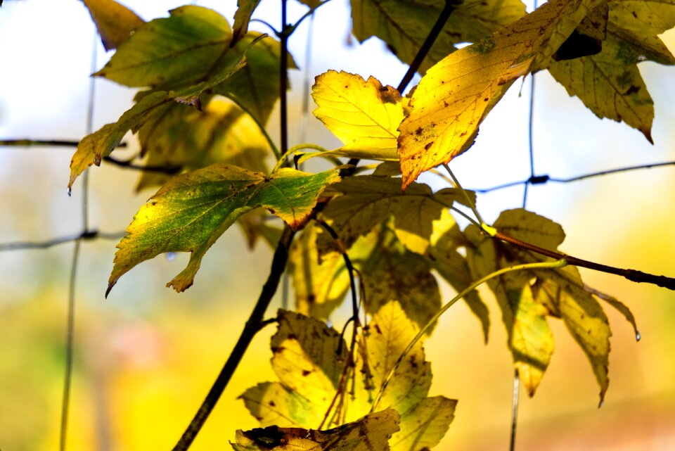 Autumn mood fall foliage