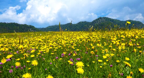 Mountains meadow flowers photo