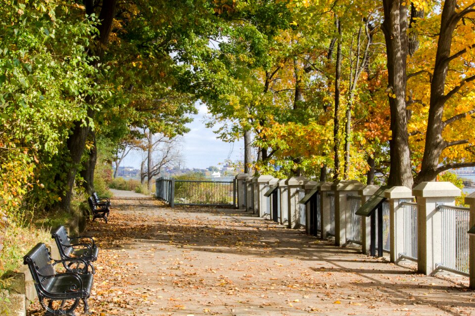 Ontario canada trees