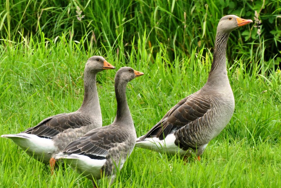 Birds nature pasture