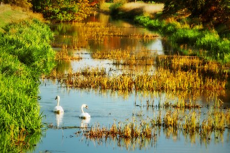 Nature bird water bird