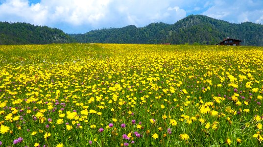 Mountains meadow flowers