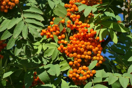 Tree foliage maturation photo