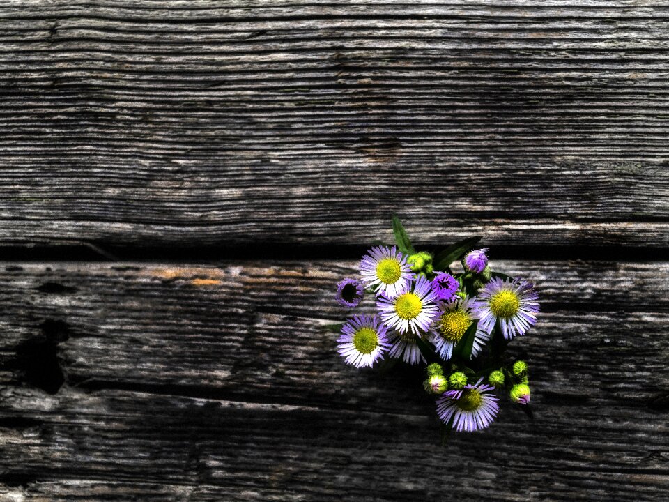 Bouquet still life background