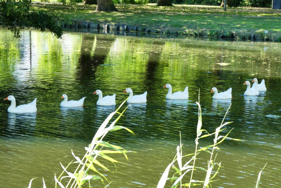 Bird pride ganzenfamilie