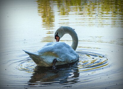 Plumage animal graceful
