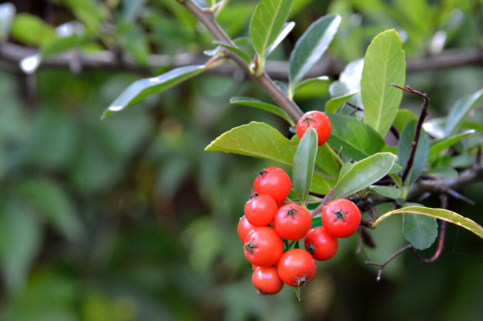 Berries orange fruits