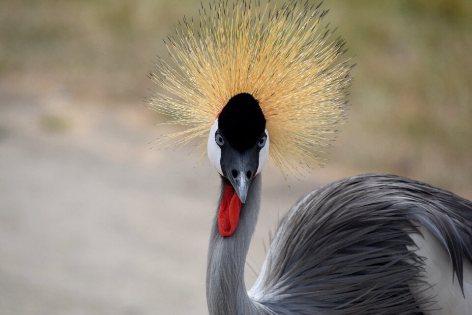 Animal feather wild