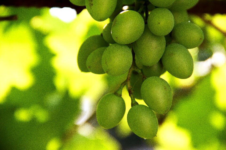 A bunch of grape