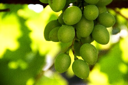 A bunch of grape