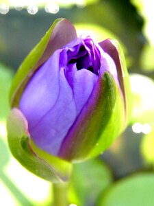 Garden nature plant