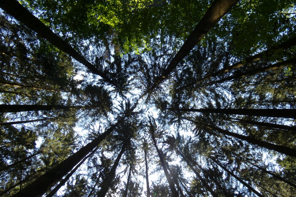 Woods wilderness nature